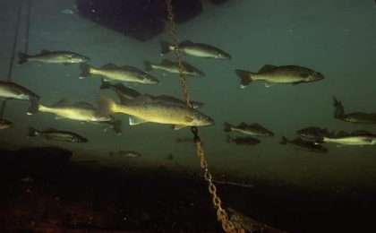 A close up of an ocean