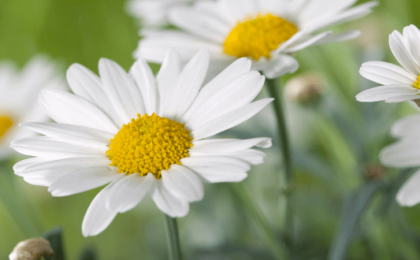 A close up of a flower